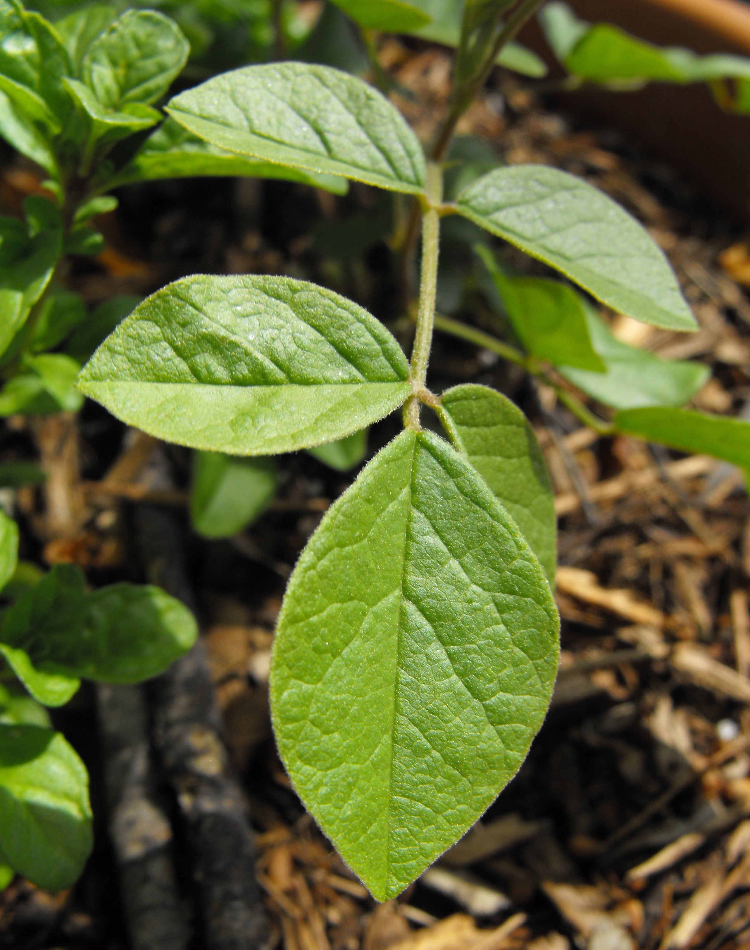 Liquorice Root
