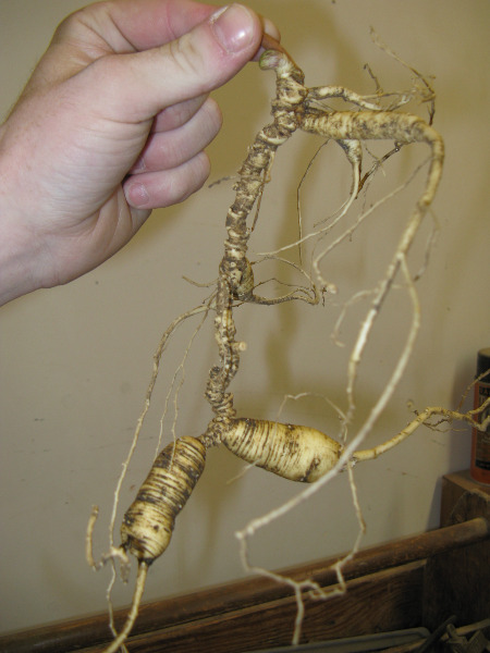 American Ginseng