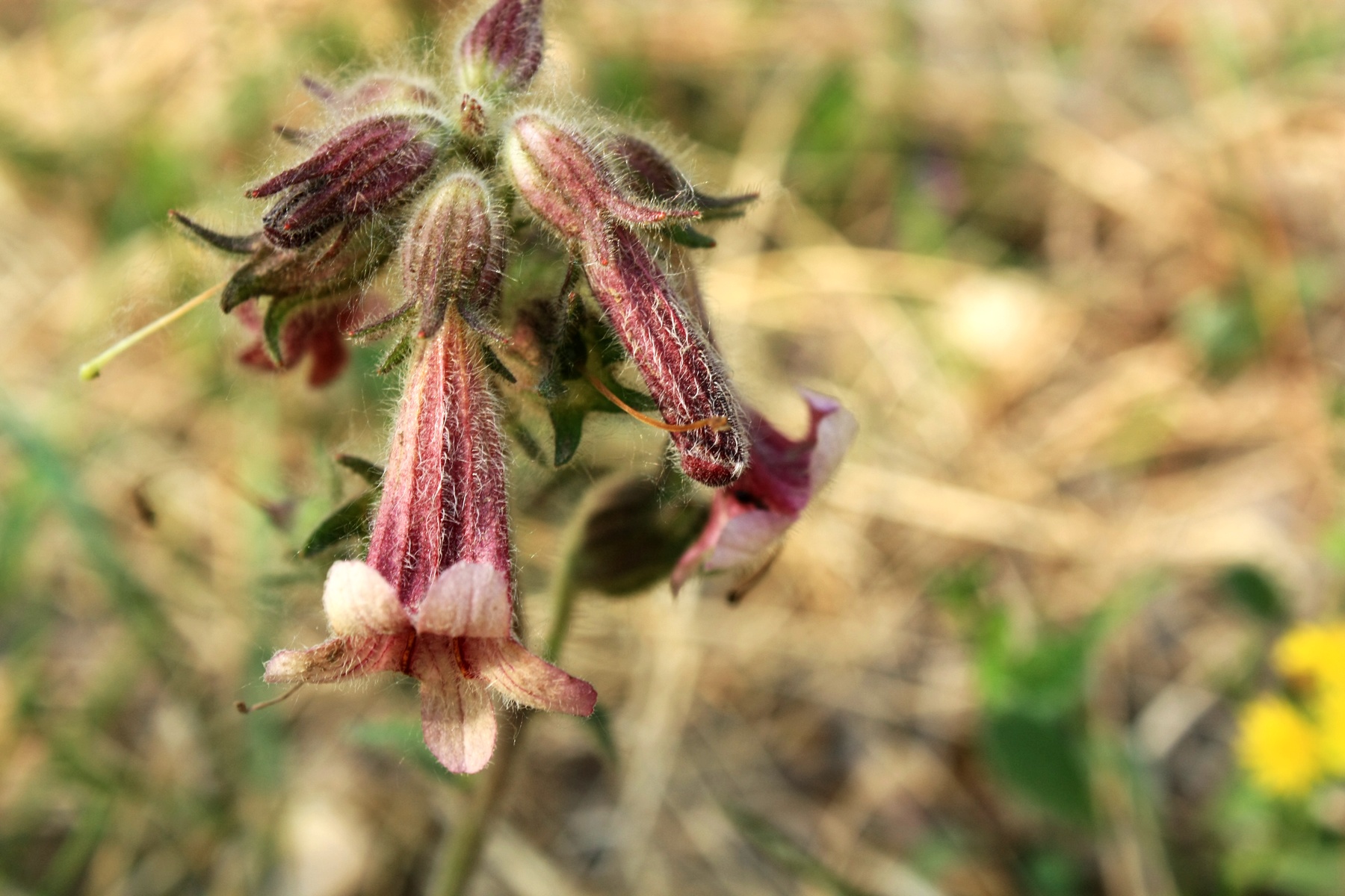 Prepared Rehmannia Root