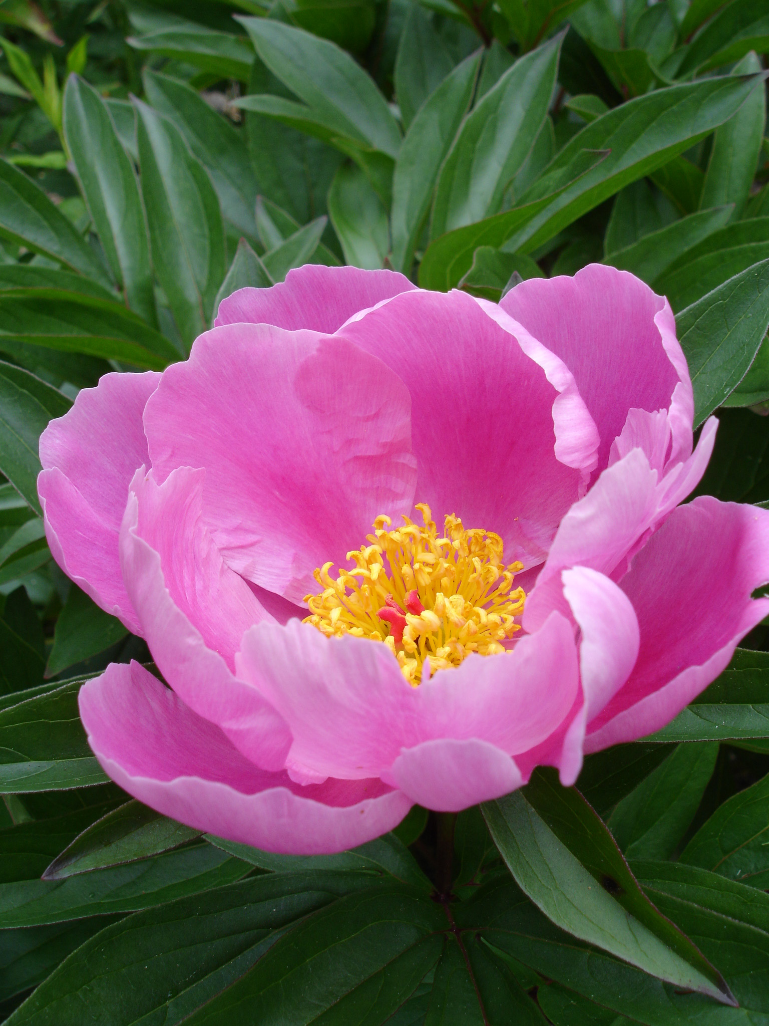 White Peony Root