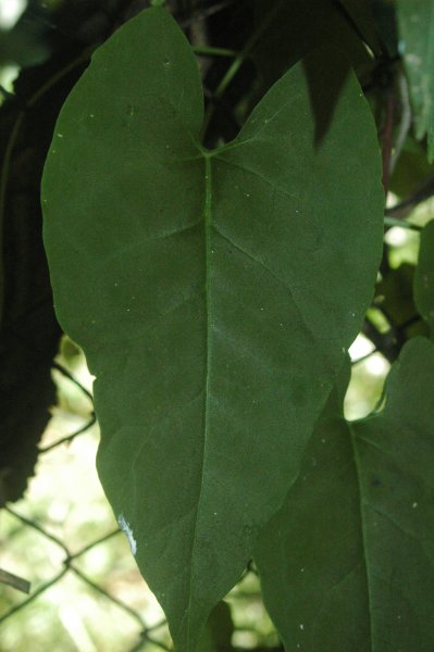 Chinese Fleeceflower Root
