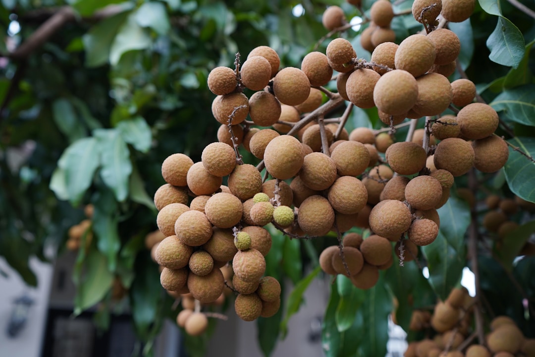 Longan Aril dried material