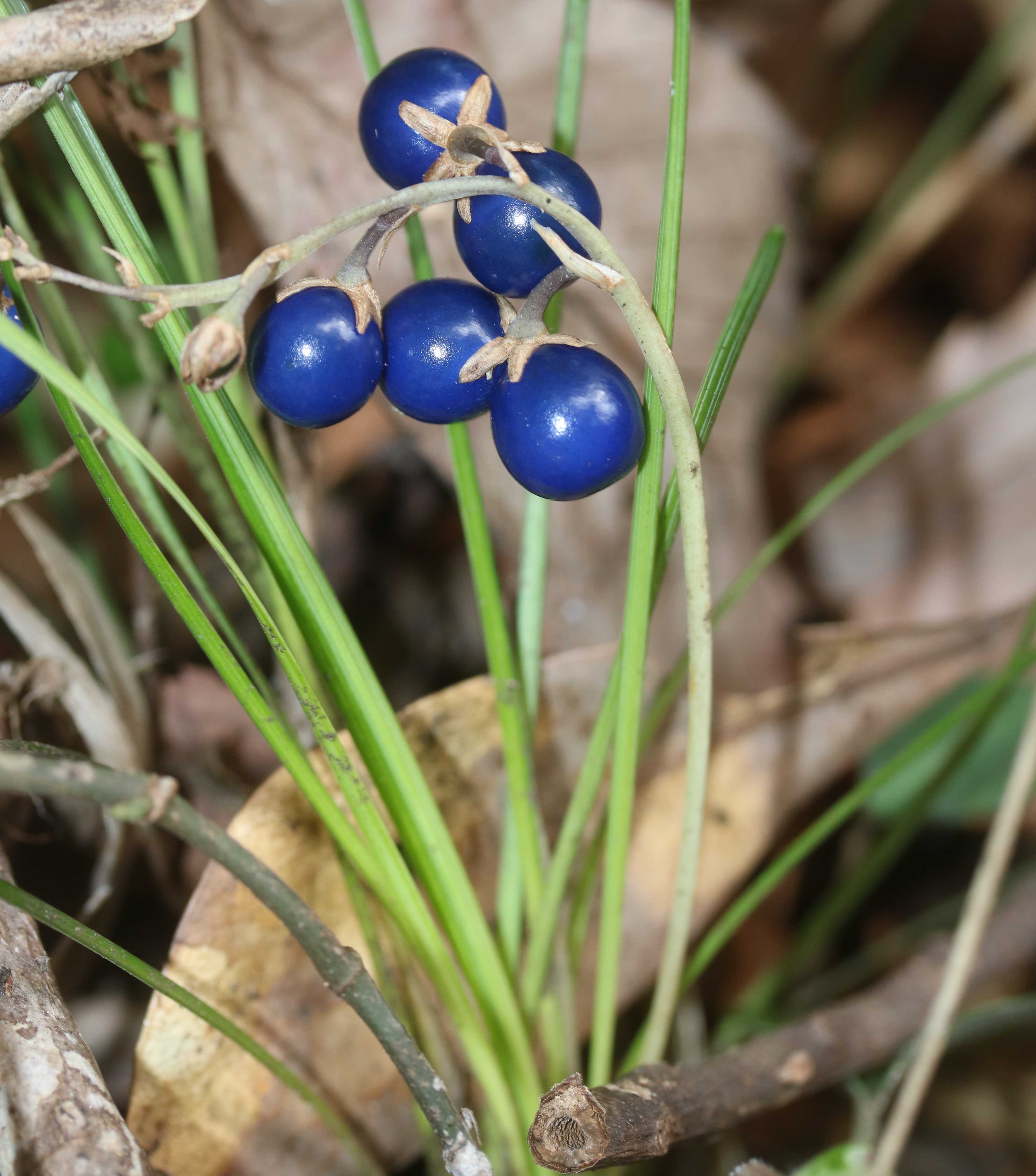 Dwarf Lilyturf Root