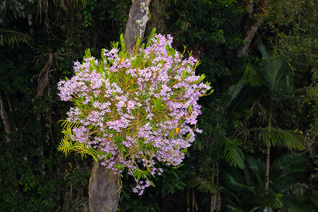 Dendrobium