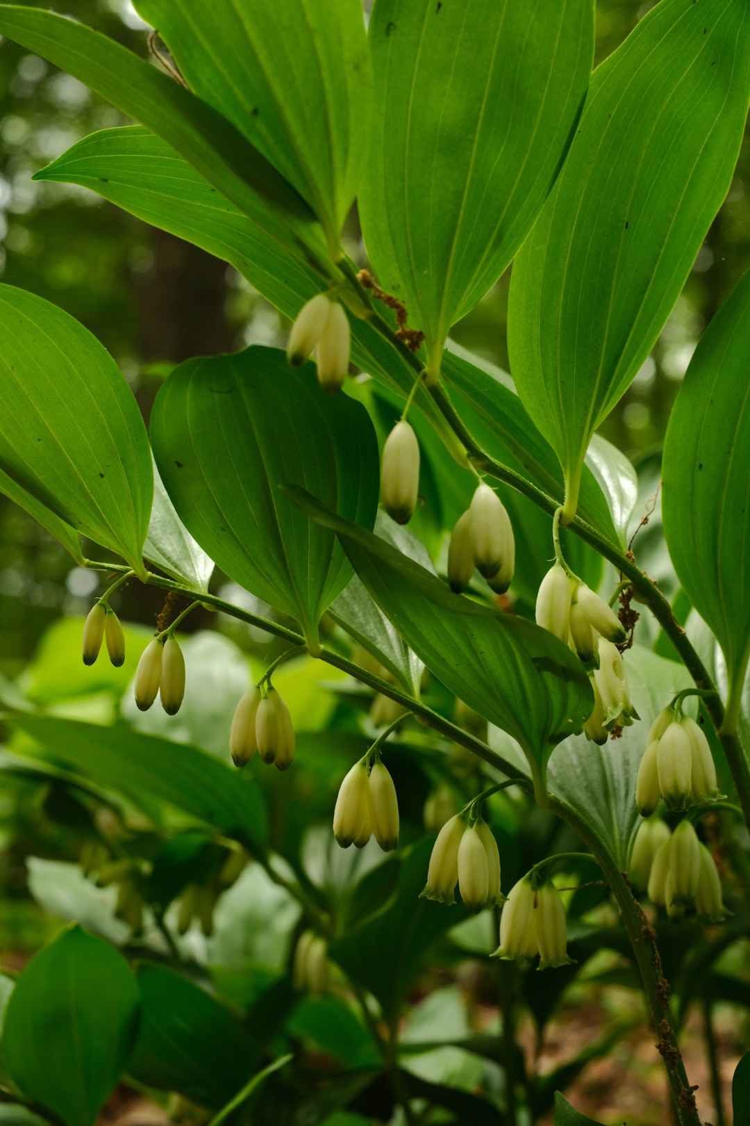 Fragrant Solomonseal Rhizome