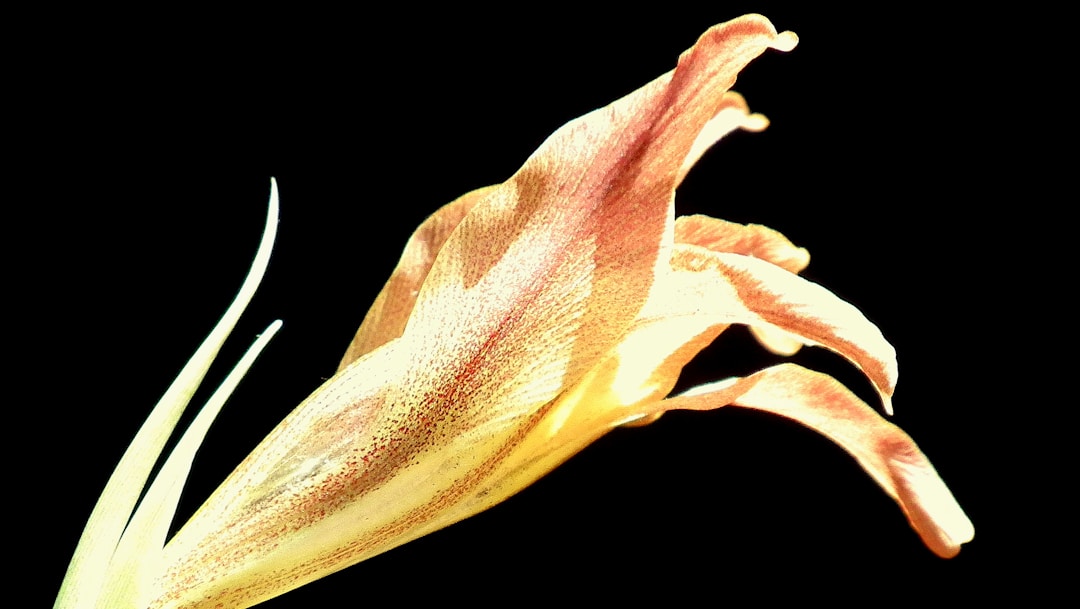 Ladybell Root