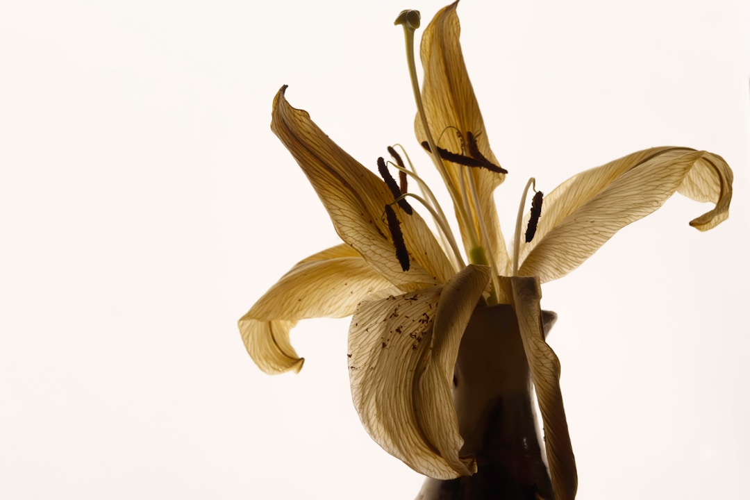 Lily Bulb dried material