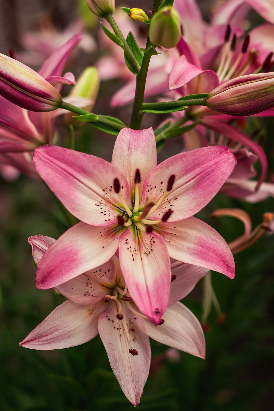Lily Bulb