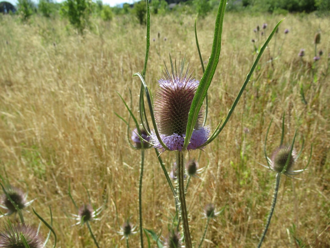 Himalayan Teasel Root