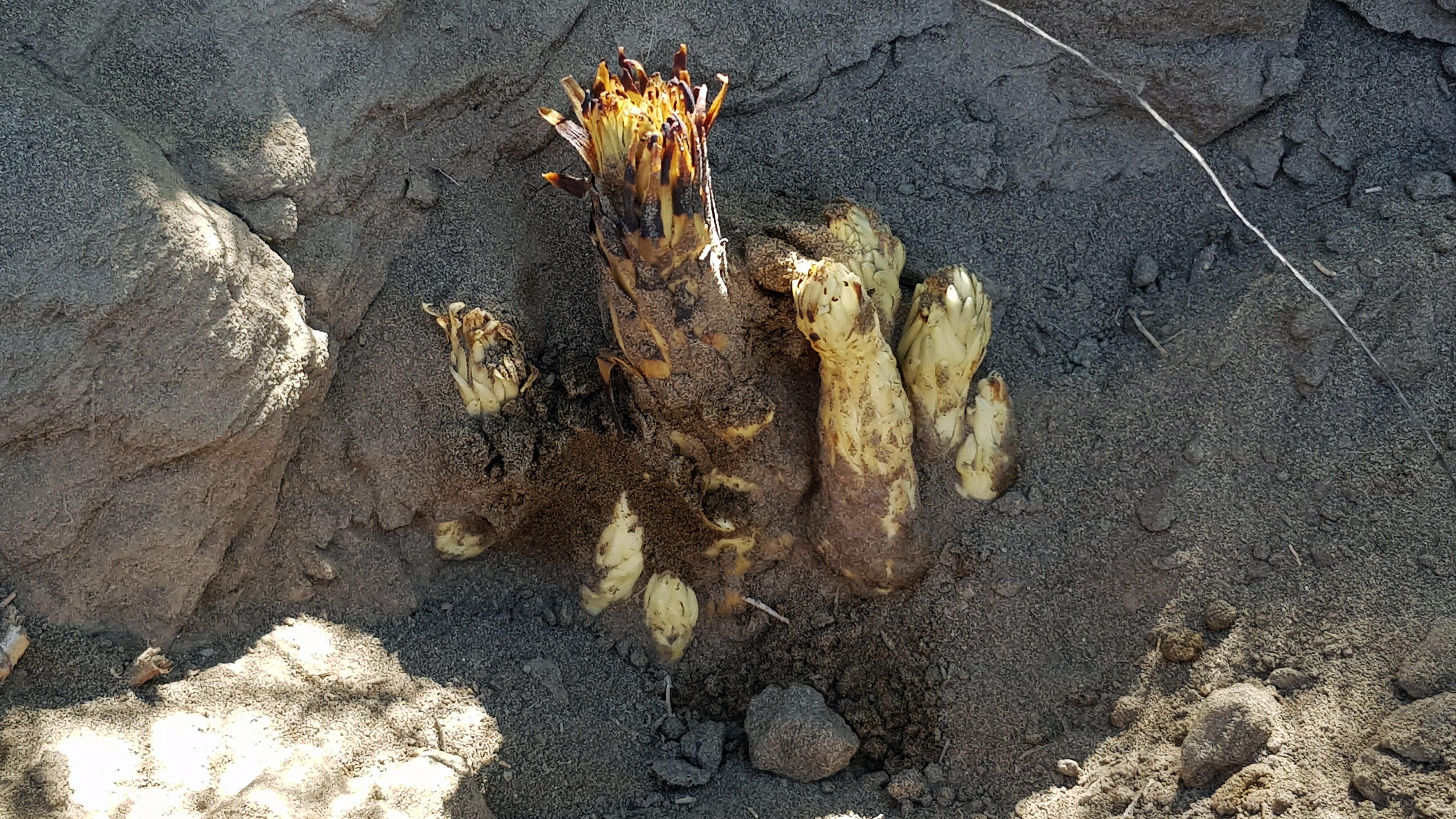 Desert Cistanche