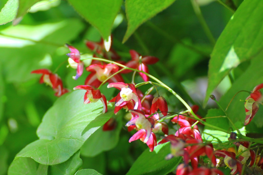 Epimedium / Horny Goat Weed