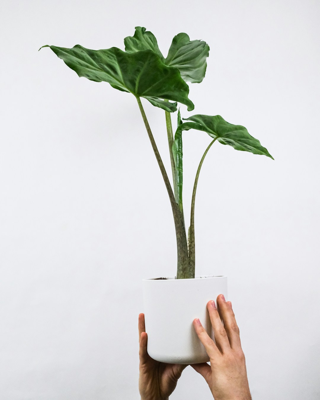Morinda Root