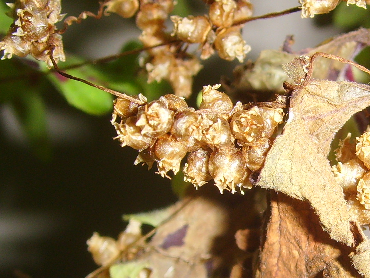 Cuscuta Seed / Dodder Seed