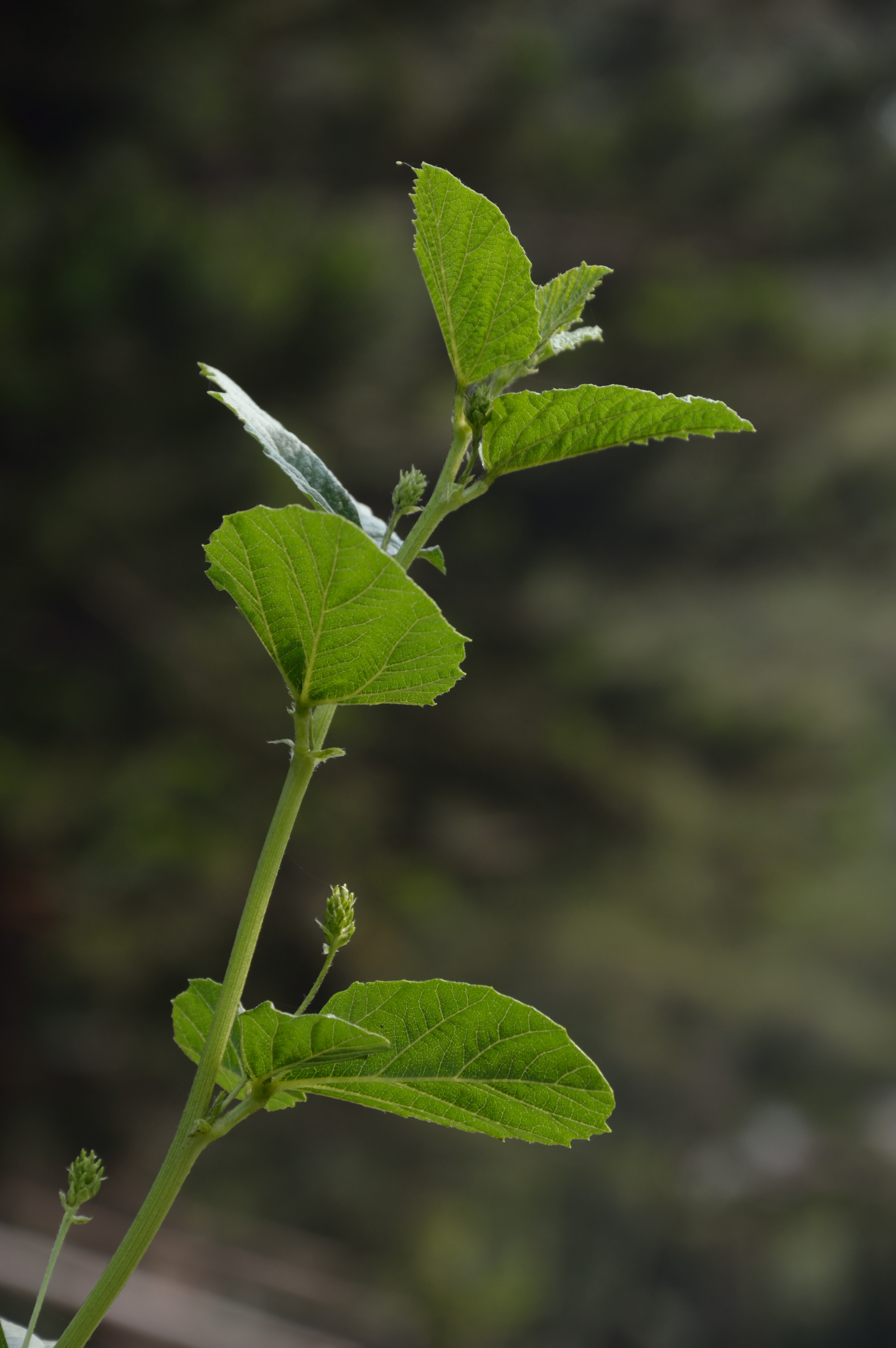 Psoralea Fruit / Maltease Fruit