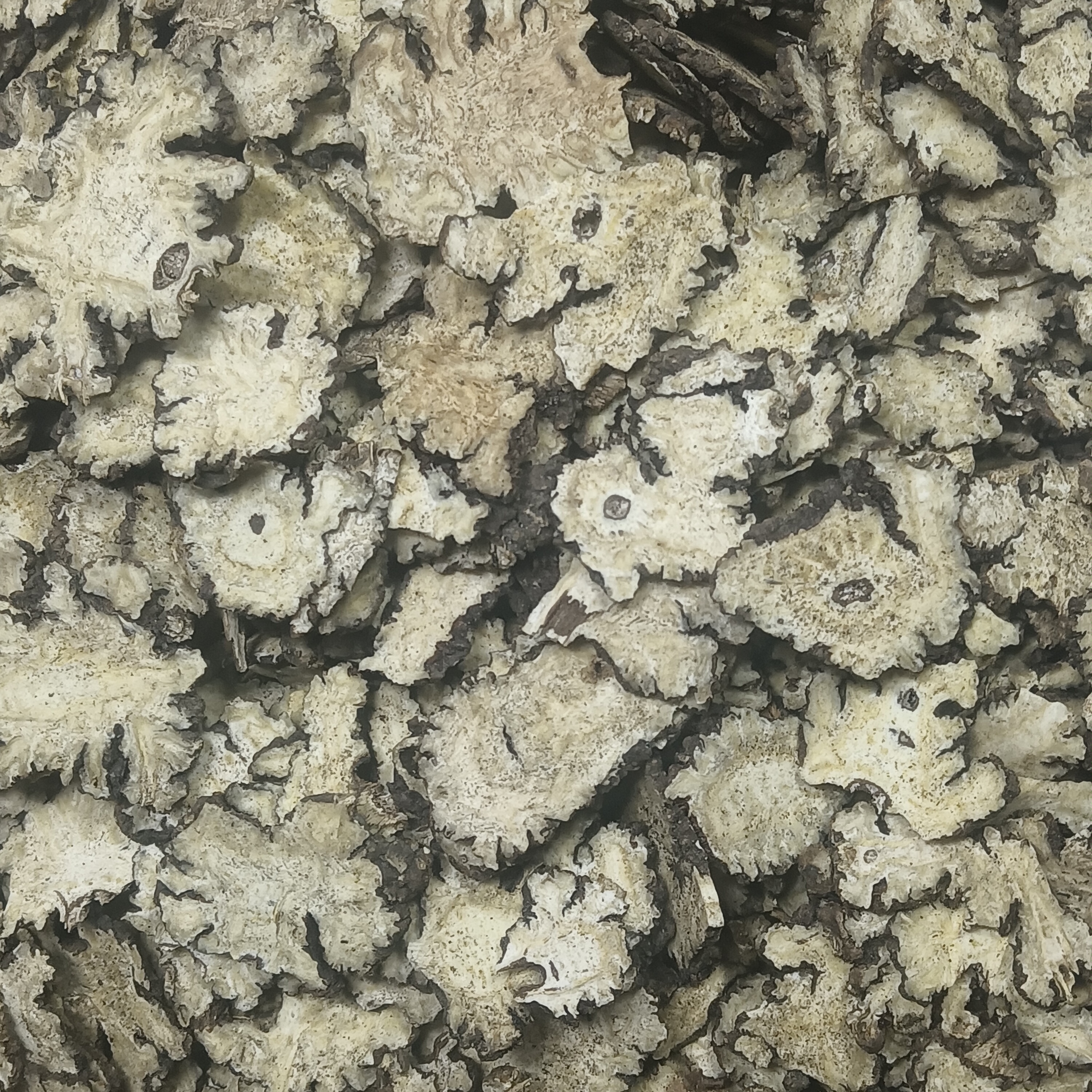 Sichuan Lovage Root / Chuanxiong