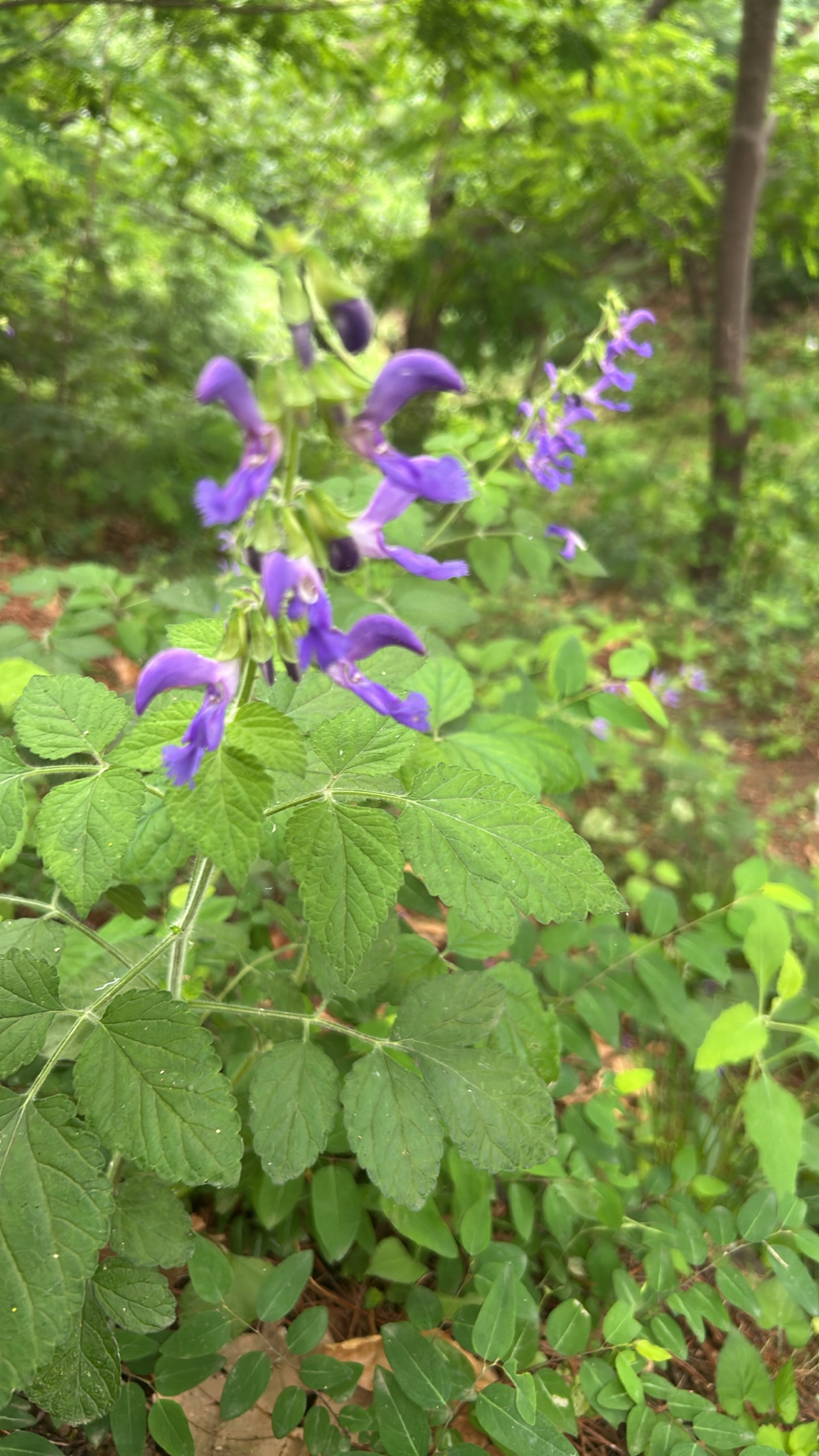 Salvia Root / Danshen