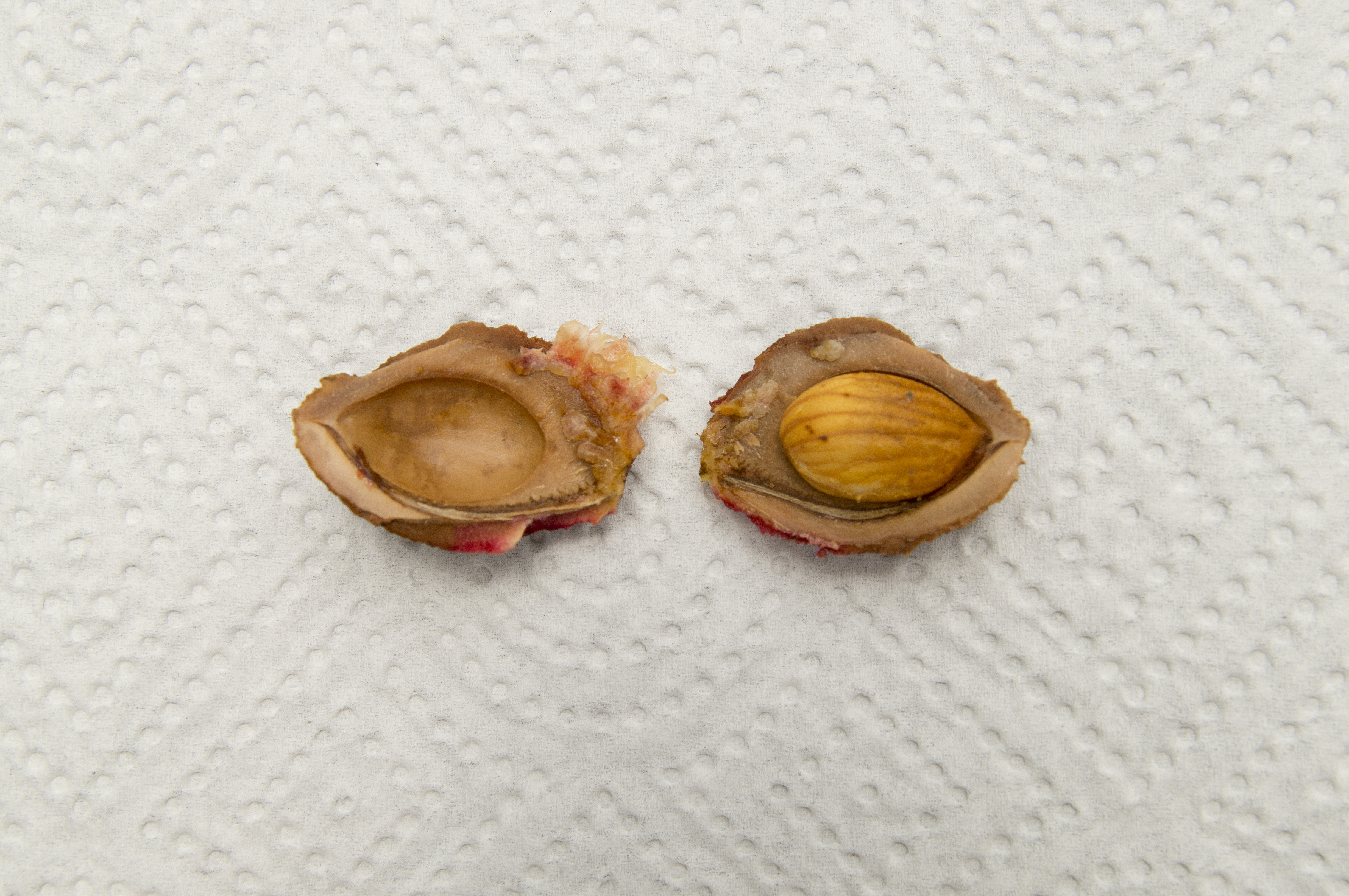 Peach Seed / Peach Kernel