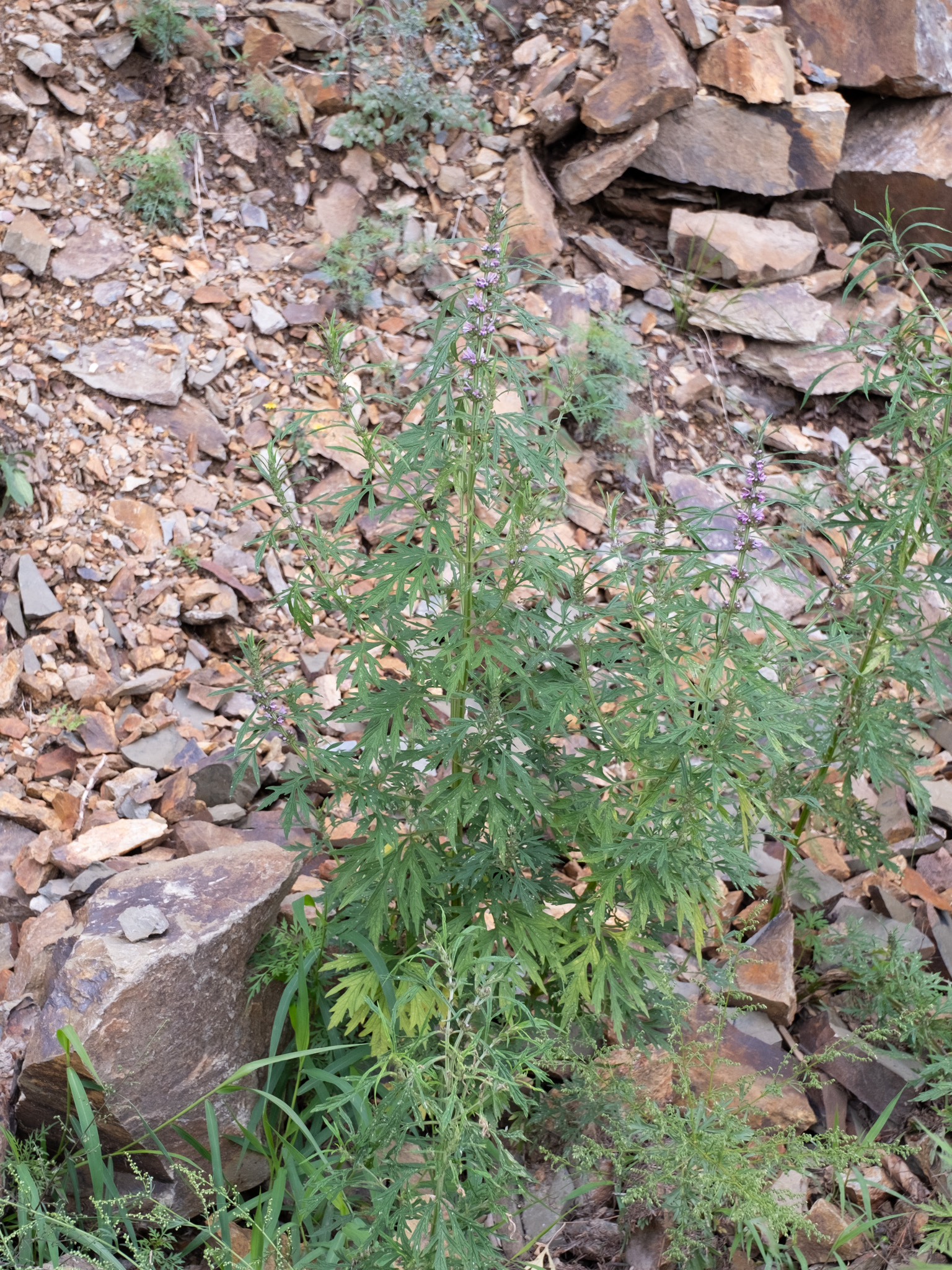 Motherwort