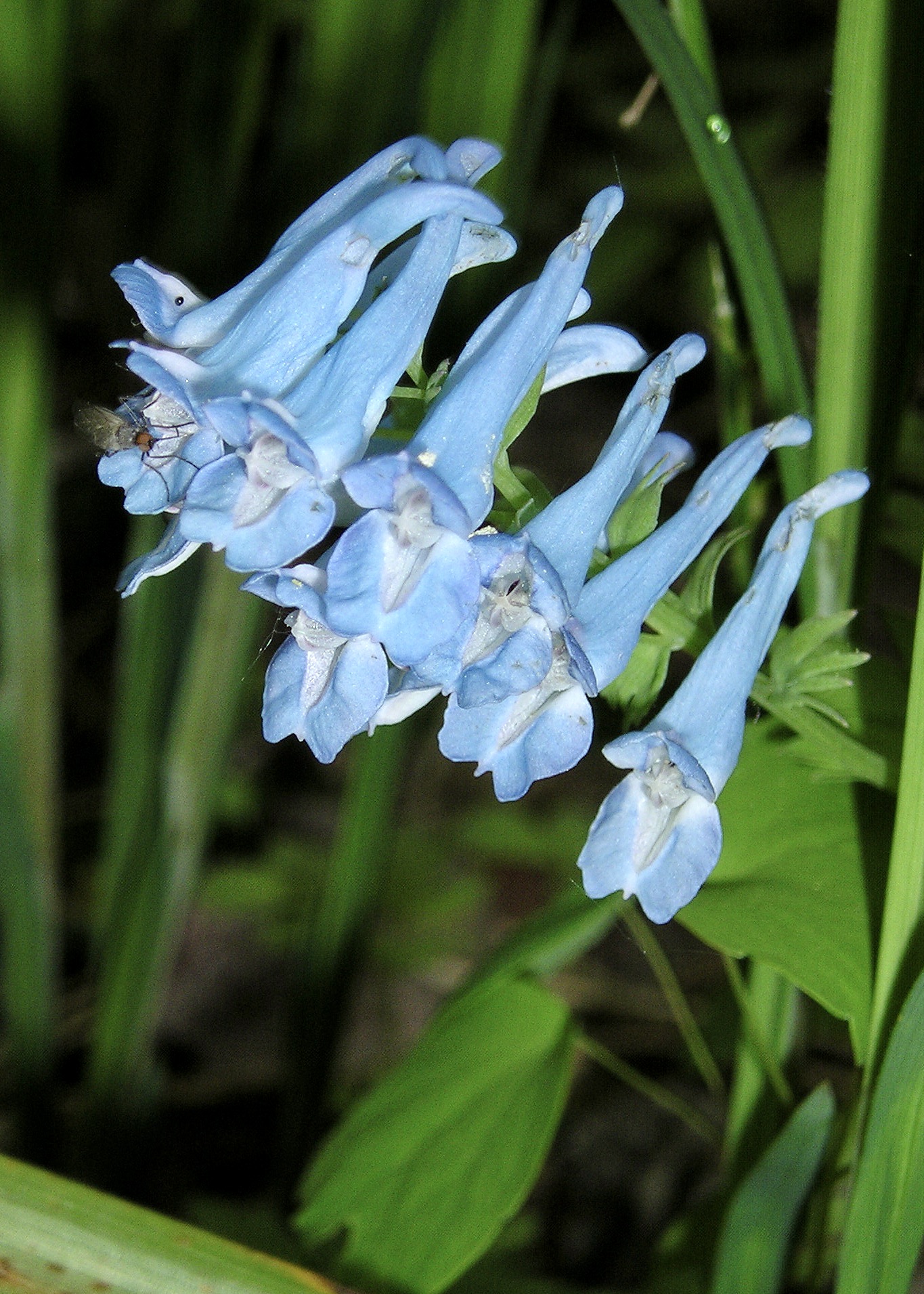 Corydalis Rhizome / Yanhusuo