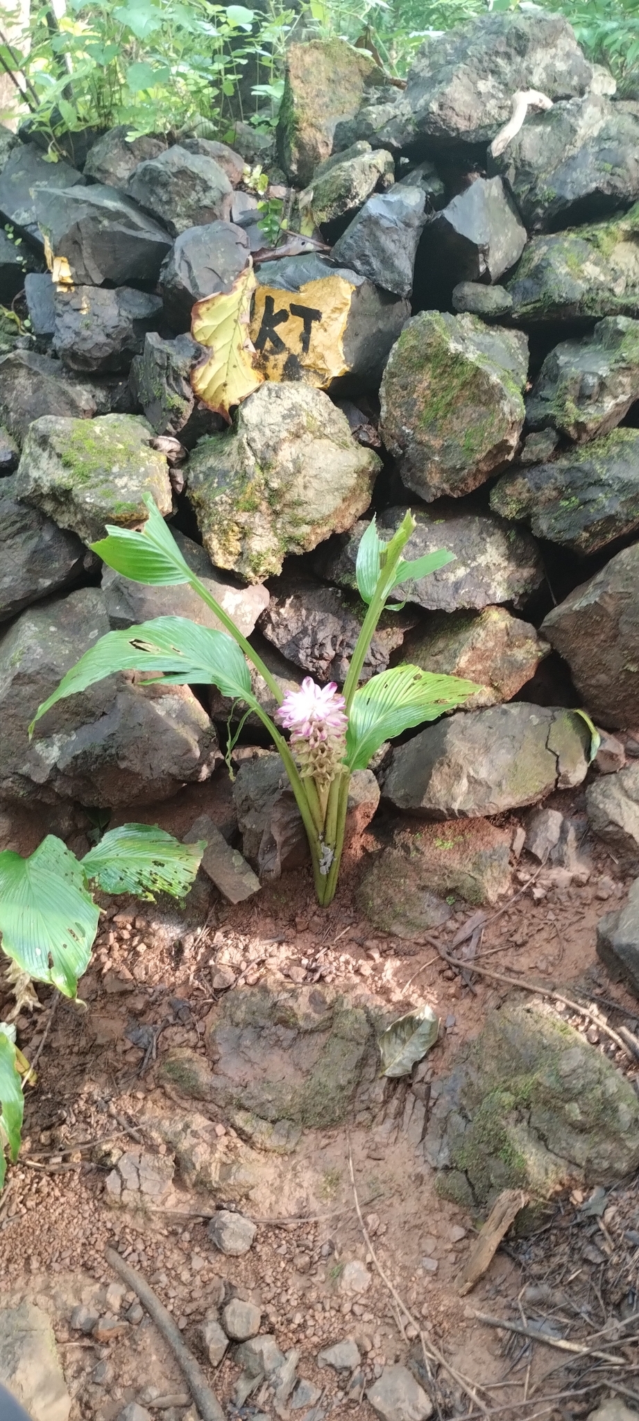 Turmeric Root Tuber / Curcuma Root