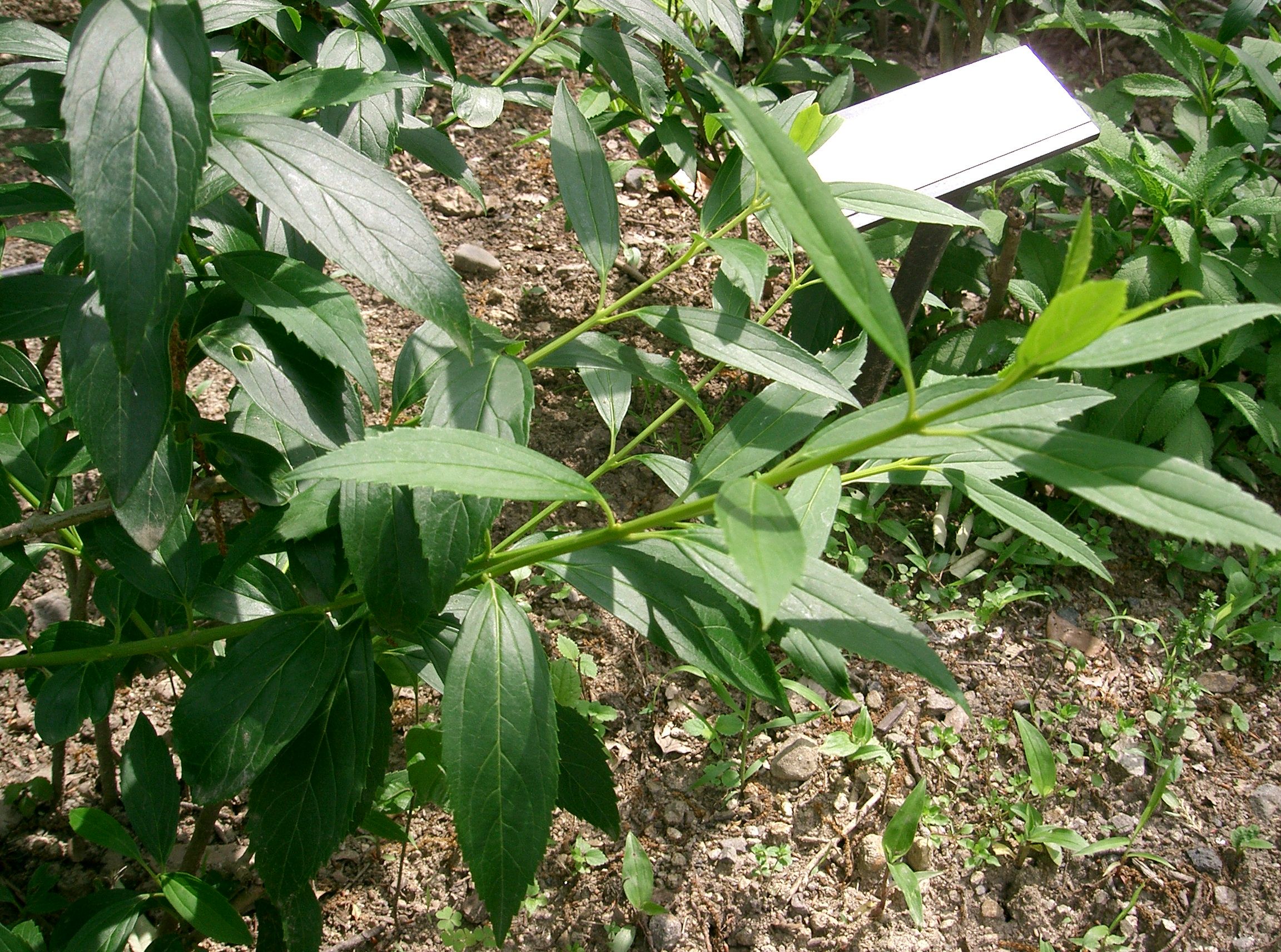 Forsythia Fruit