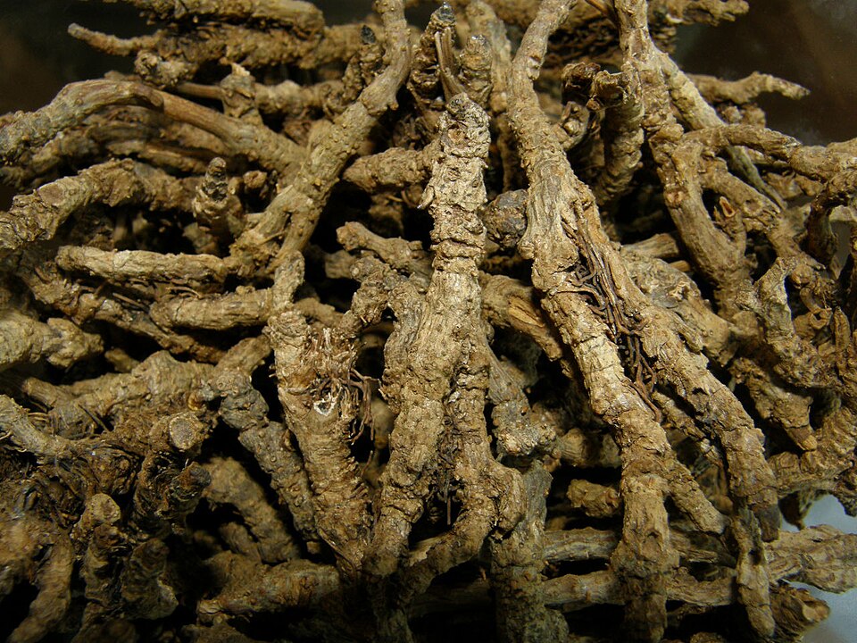 Coptis Root / Chinese Goldthread