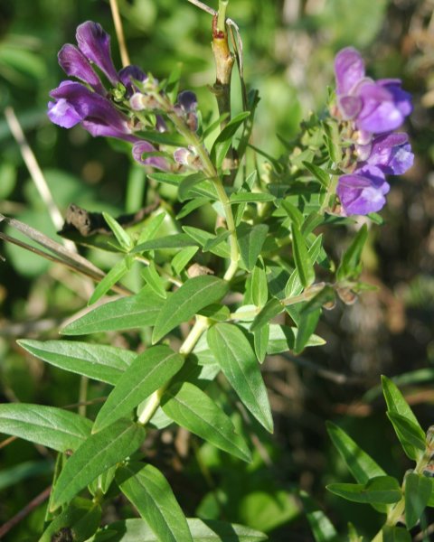 Baical Skullcap Root / Scutellaria Root