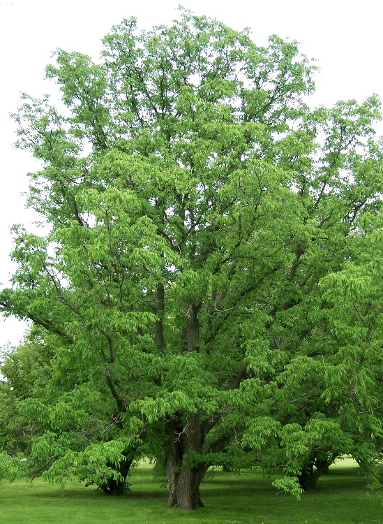 Amur Cork Tree Bark / Phellodendron Bark
