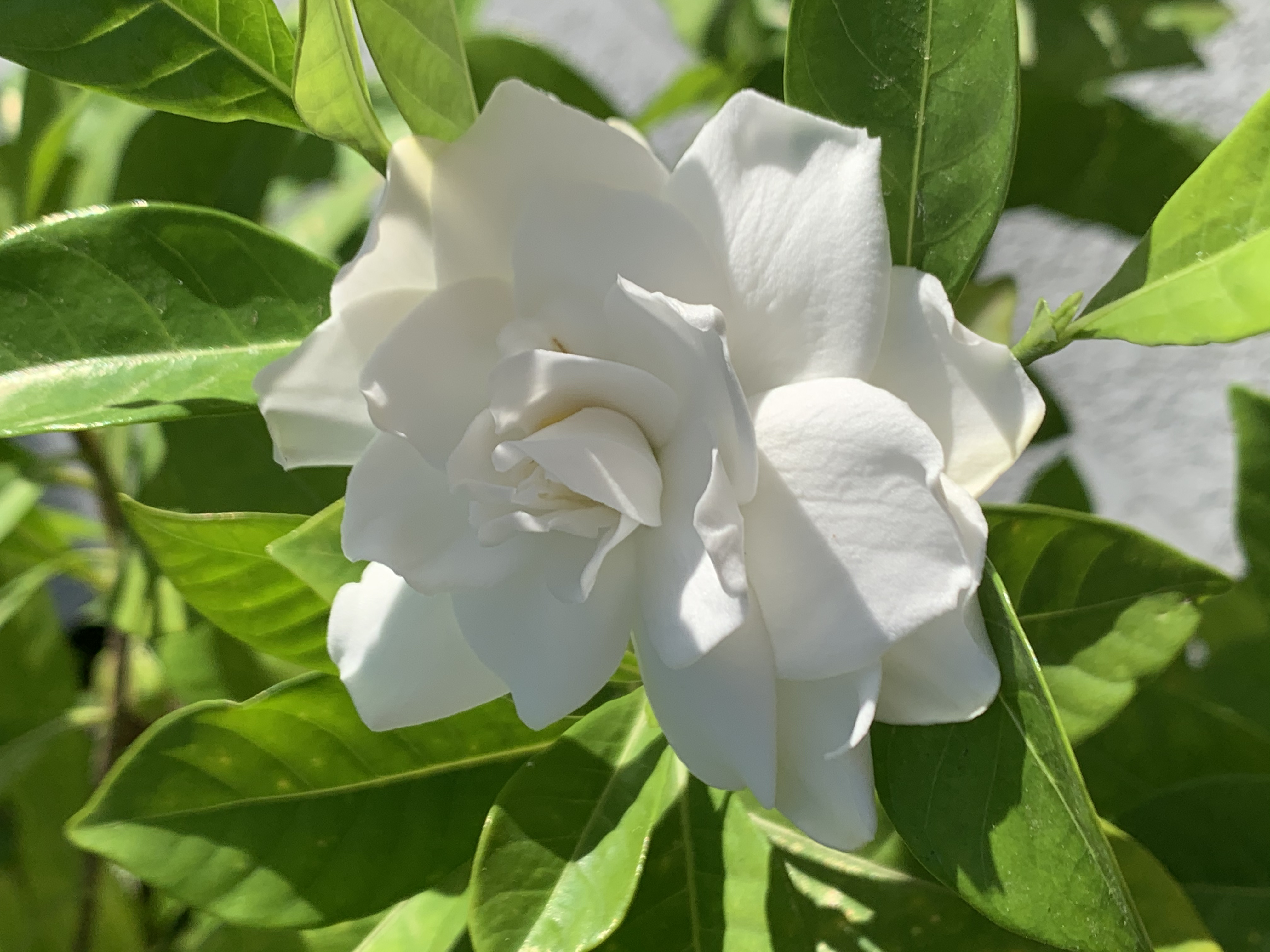 Gardenia Fruit / Cape Jasmine Fruit