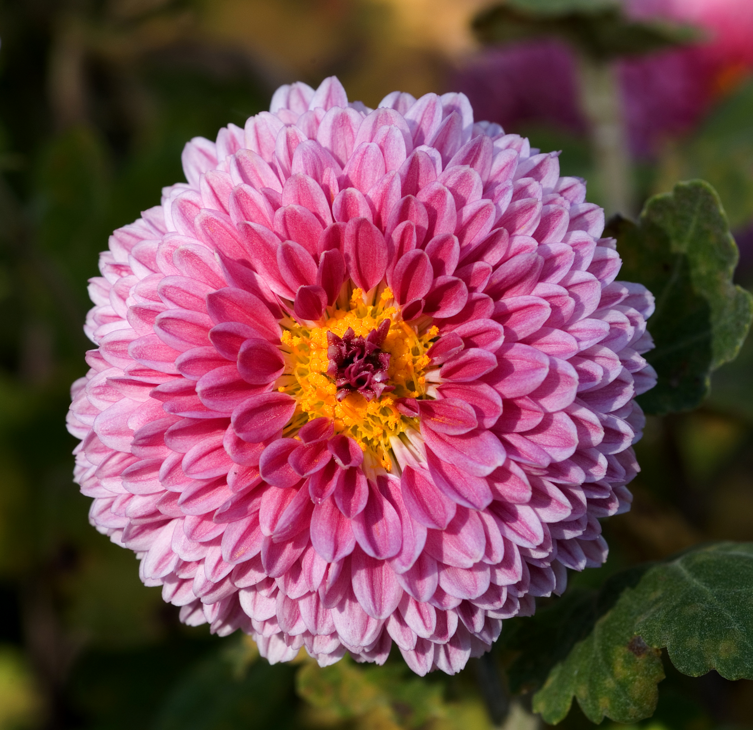Chrysanthemum Flower