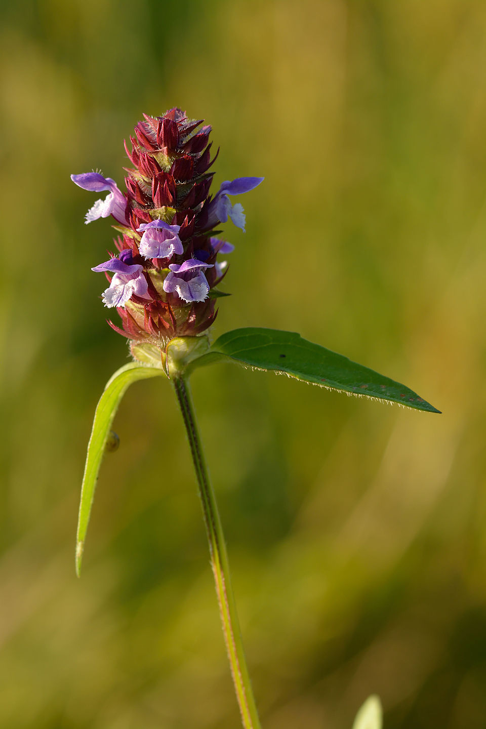 Common Selfheal / Prunella Spike
