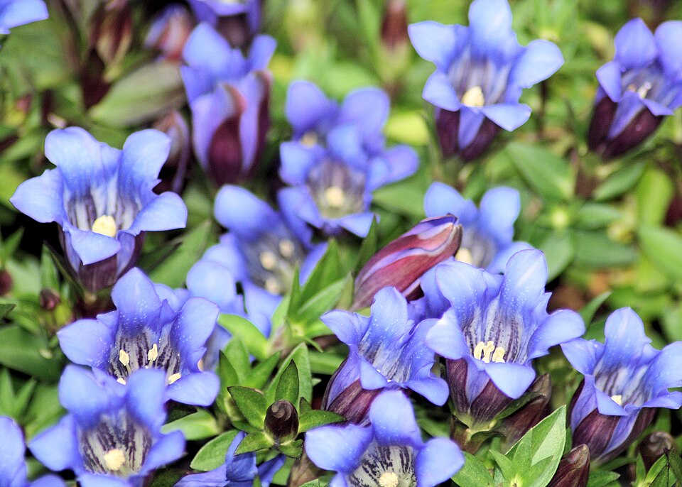 Chinese Gentian / Rough Gentian