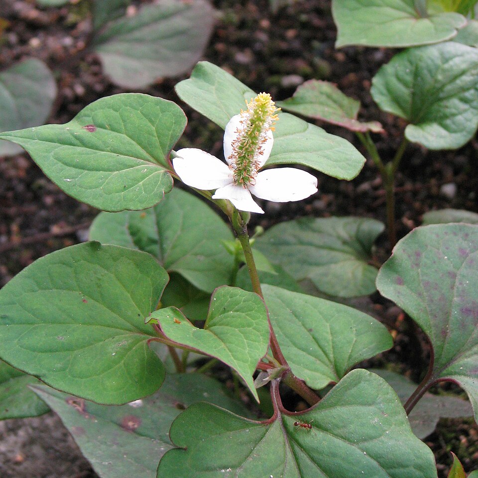 Heartleaf Houttuynia / Fish Mint