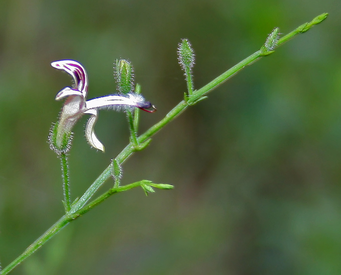 Andrographis / Kariyat