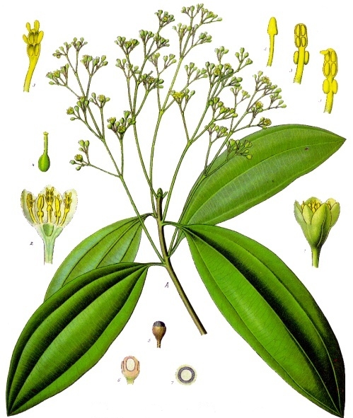 Cassia Twig / Cinnamon Twig