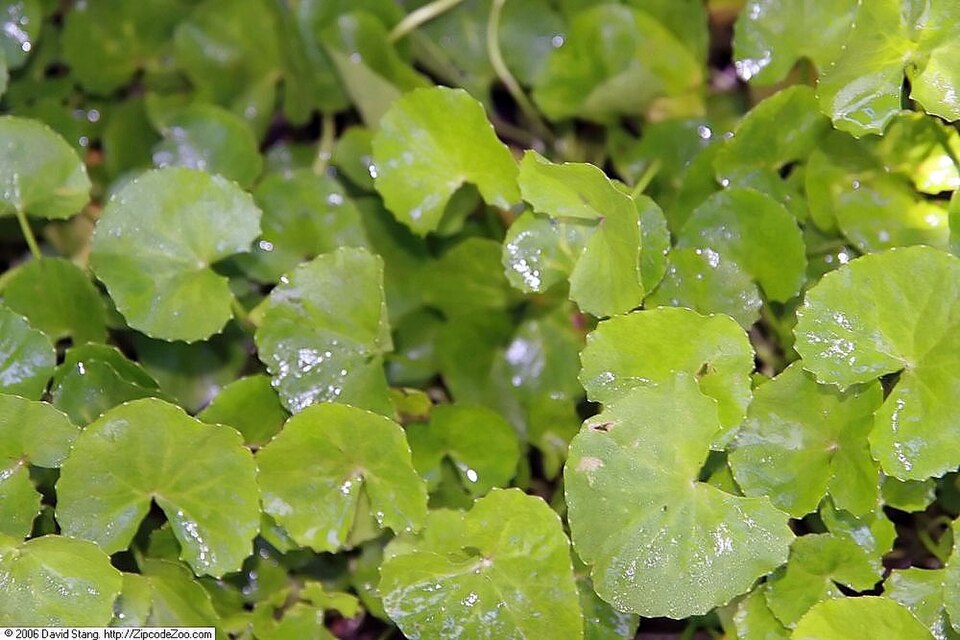 Bupleurum Root / Chinese Thoroughwax