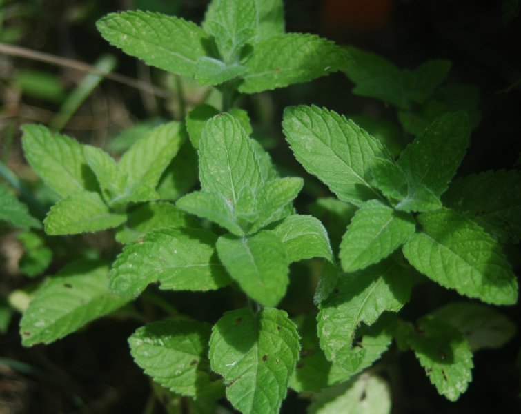 Peppermint / Field Mint
