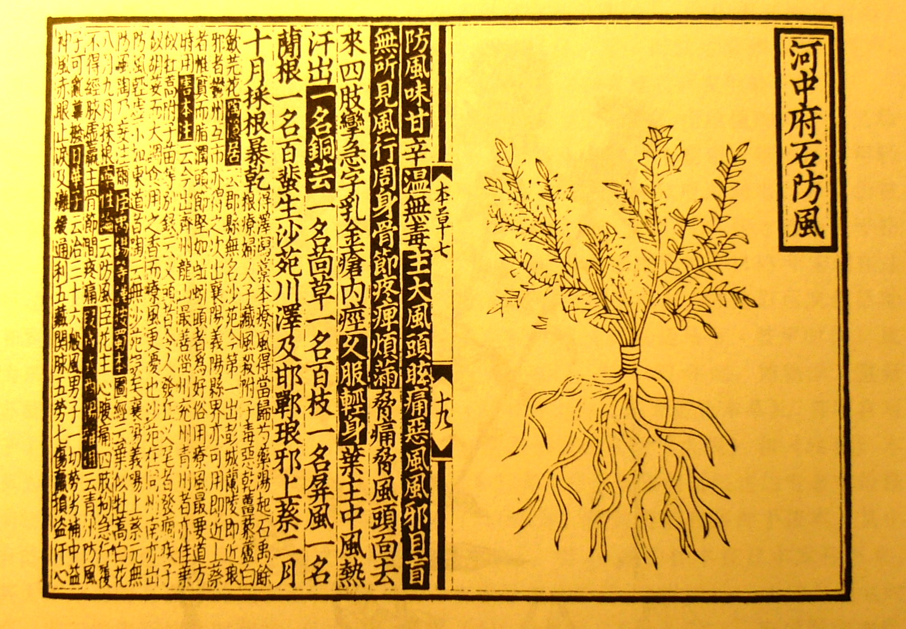 Saposhnikovia Root / Divaricate Saposhnikovia
