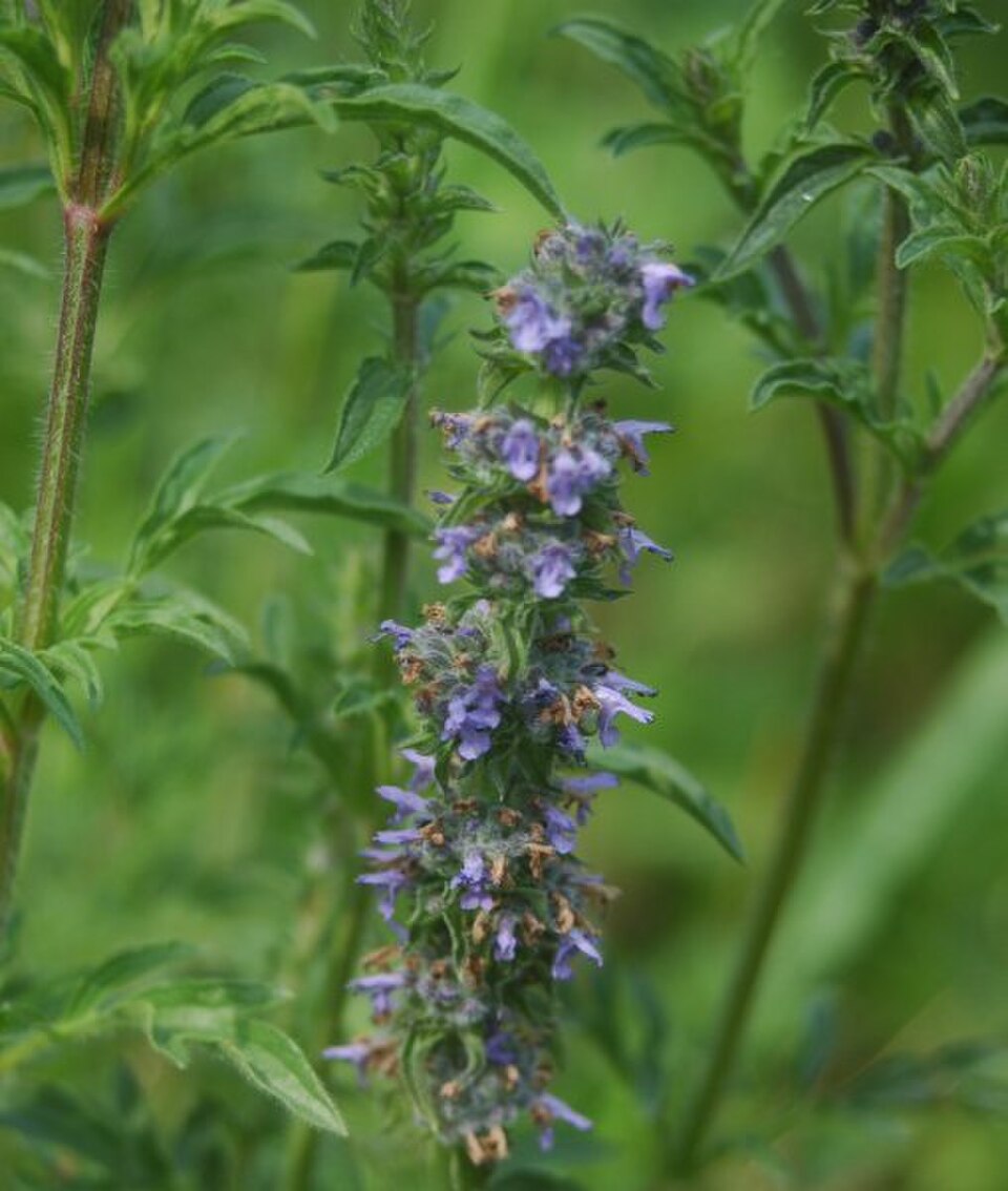 Chinese Schizonepeta / Fineleaf Schizonepeta