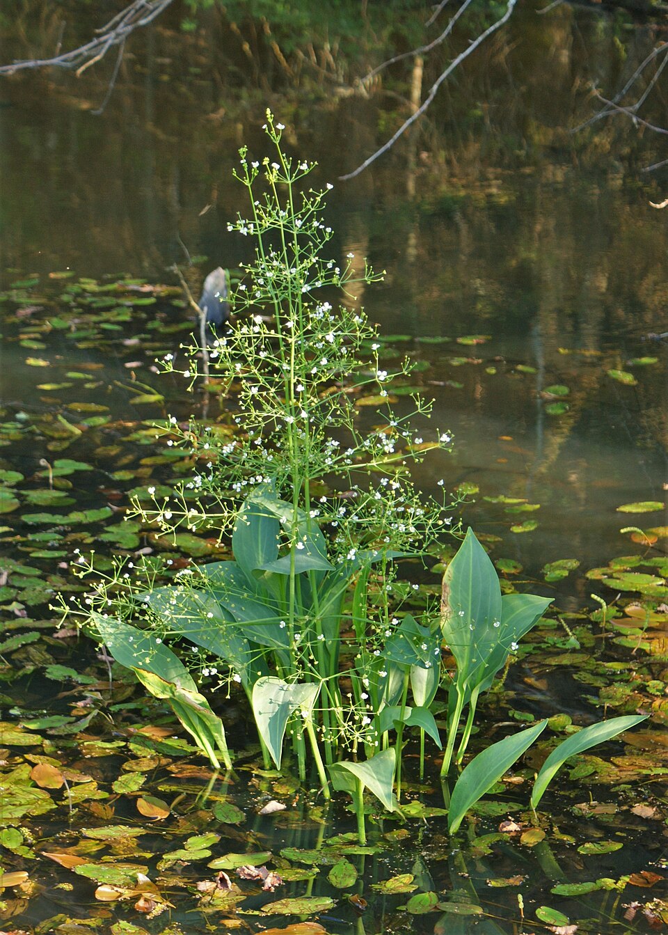 Alisma Rhizome / Water Plantain
