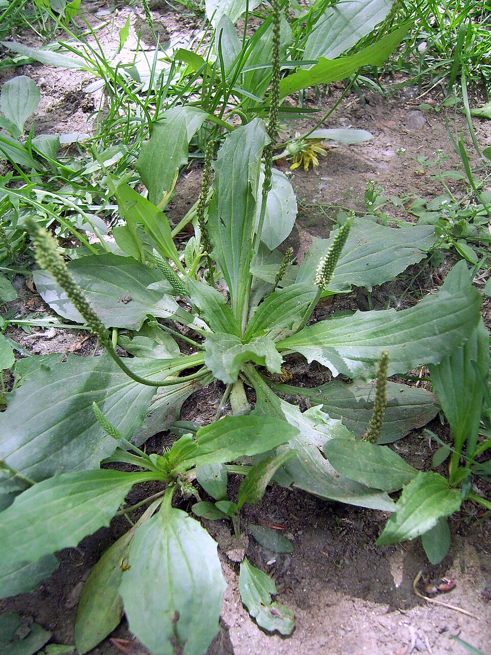 Plantain Herb / Asiatic Plantain