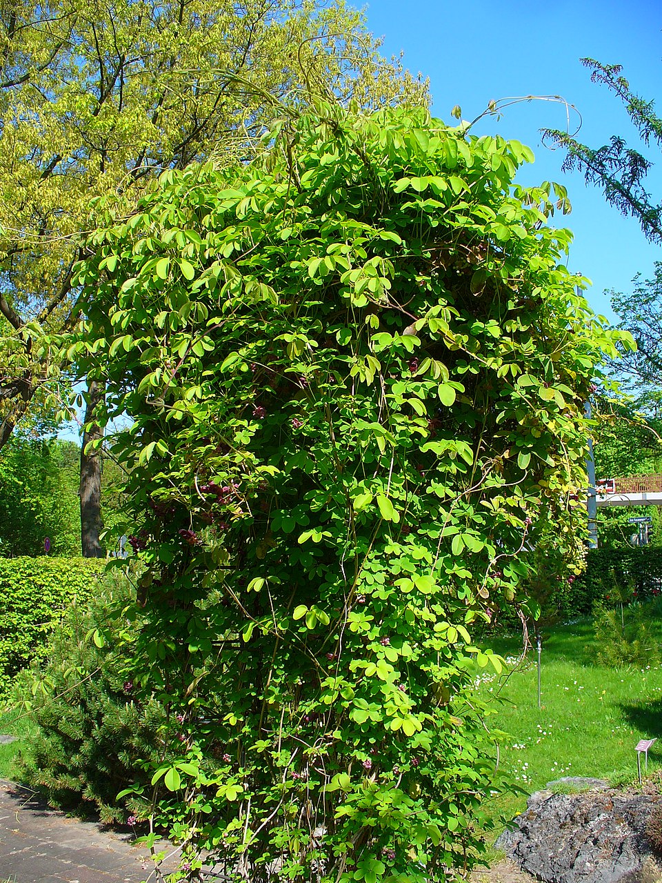 Akebia Stem / Chocolate Vine