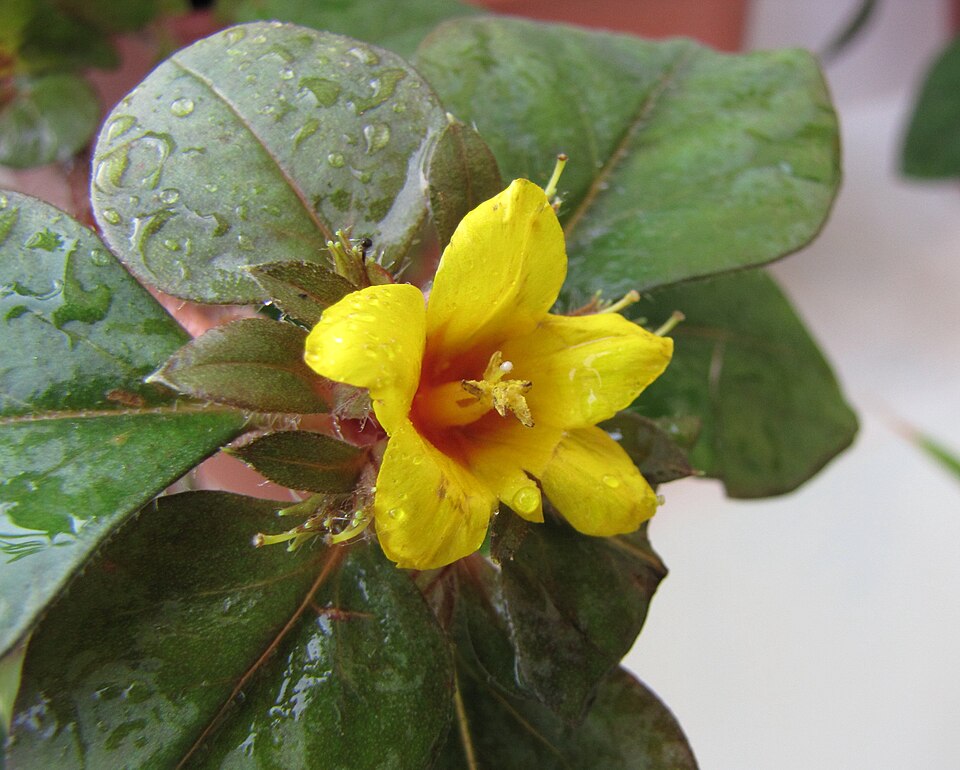 Christina Loosestrife / Lysimachia