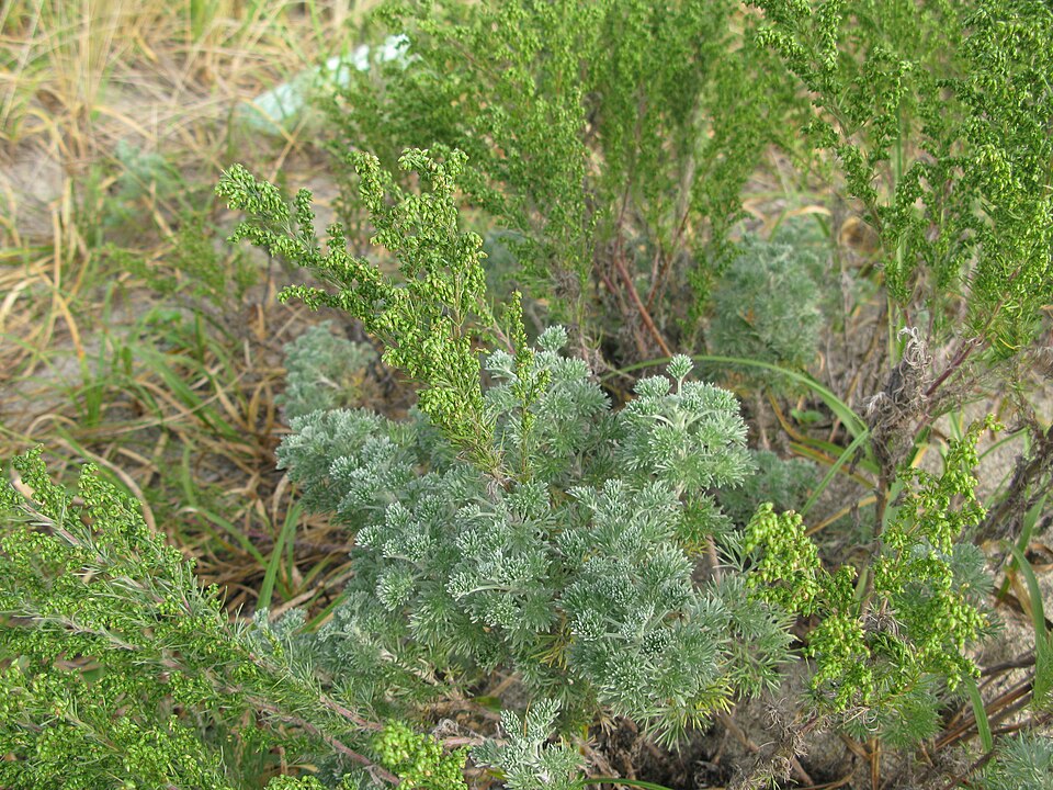 Capillary Wormwood / Yin Chen Hao