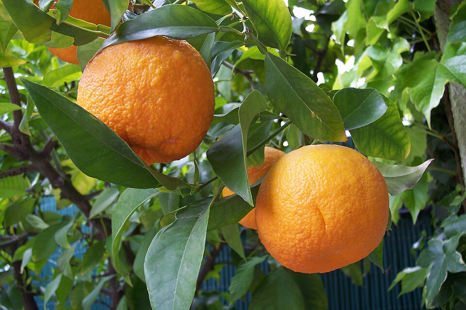 Immature Bitter Orange / Fructus Aurantii Immaturus