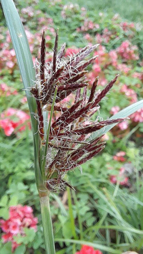 Nutgrass Rhizome / Cyperus Rhizome