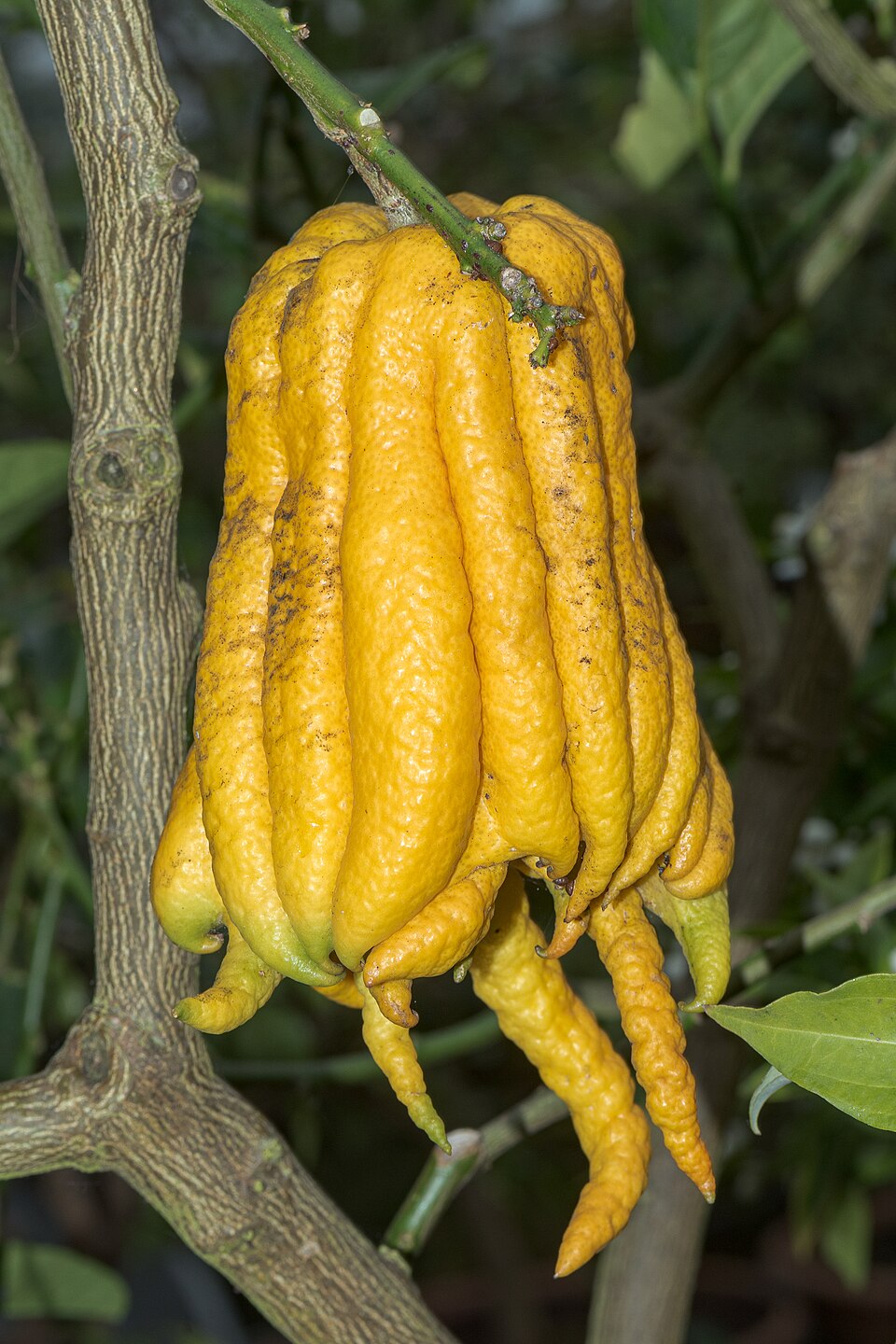 Buddha's Hand / Fingered Citron