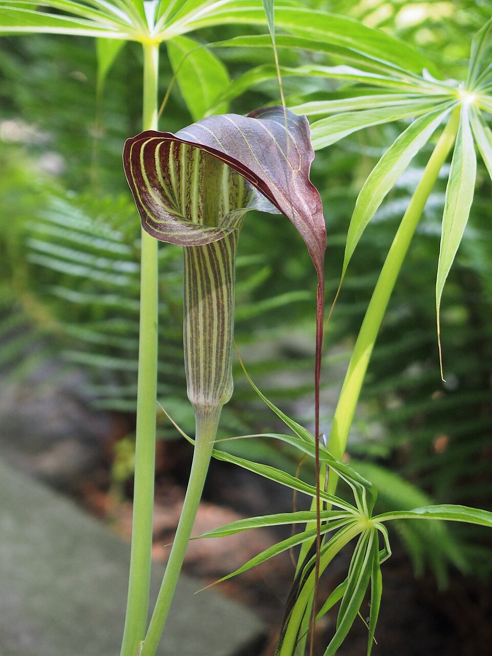Arisaema Rhizome / Jack-in-the-pulpit