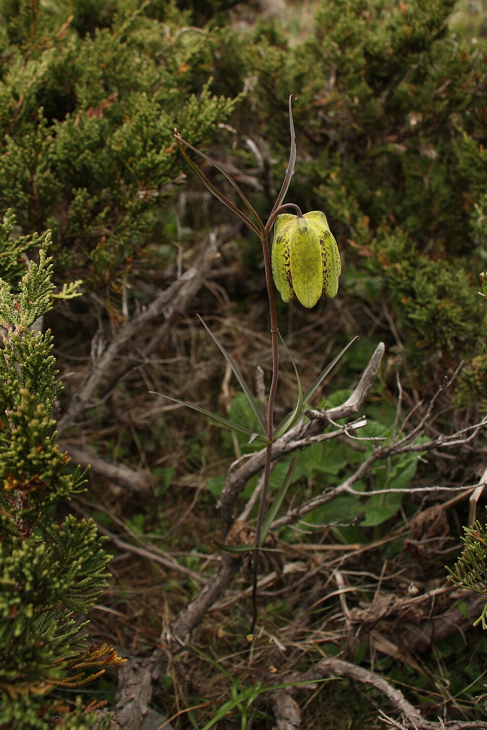 Sichuan Fritillary Bulb / Chuan Bei Mu