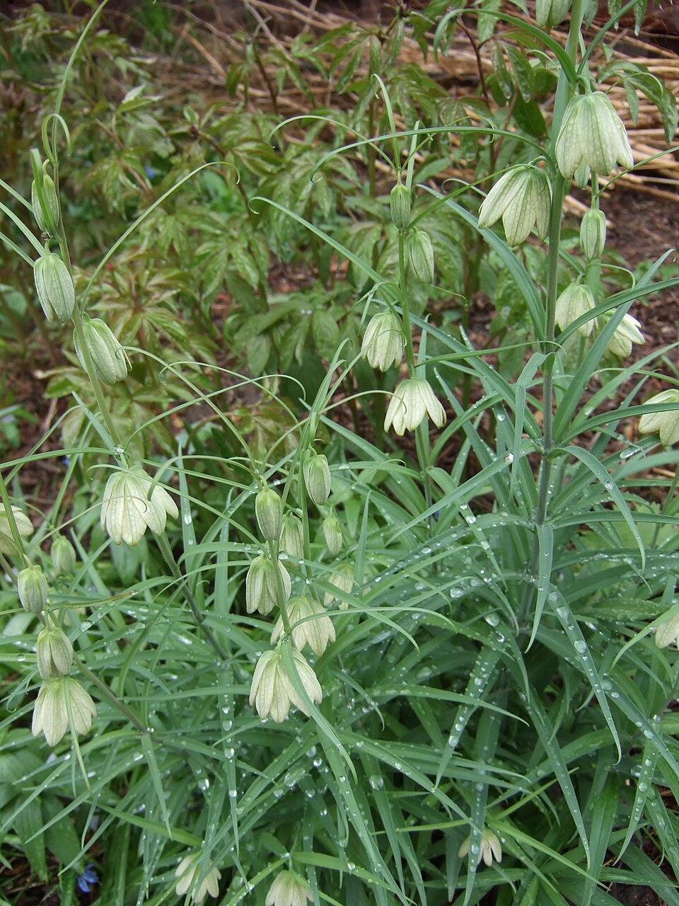 Zhejiang Fritillary Bulb / Zhe Bei Mu